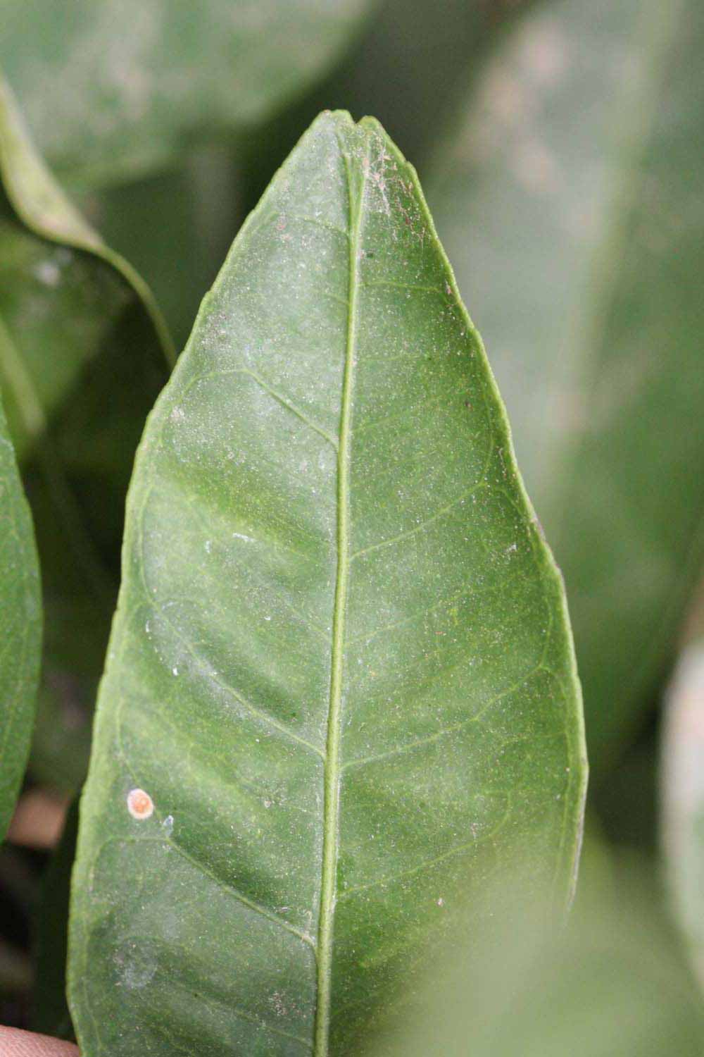              Margin (Riverside, CA)       